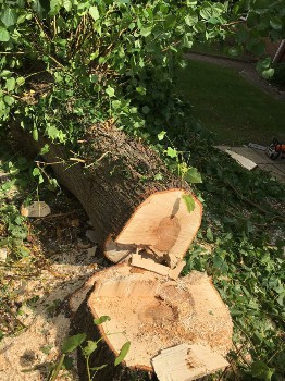 Garden Clearance in North London